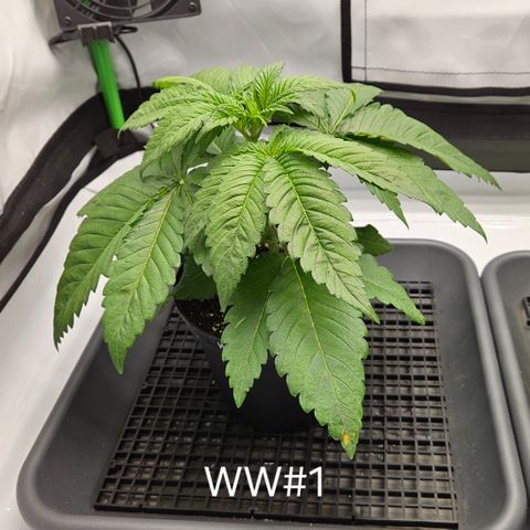 White Widow #1 growlog timeline photo