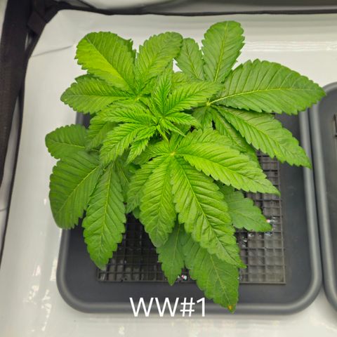 White Widow #1 growlog timeline photo