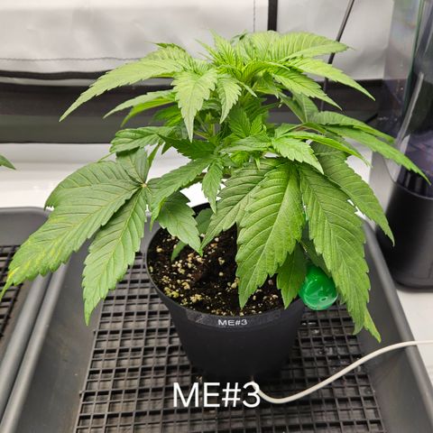 Mimosa Evo #3 growlog timeline photo