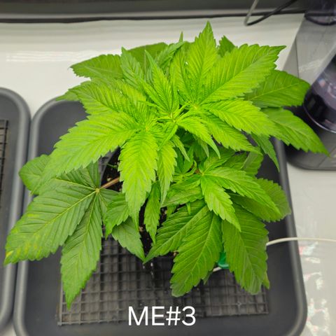 Mimosa Evo #3 growlog timeline photo