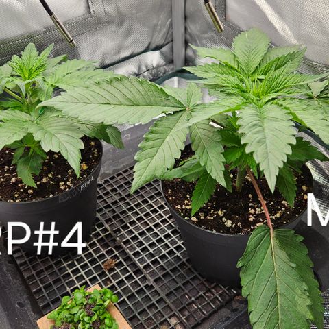 RedPure CBD Auto #4 growlog timeline photo