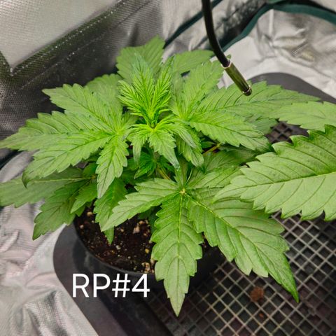RedPure CBD Auto #4 growlog timeline photo