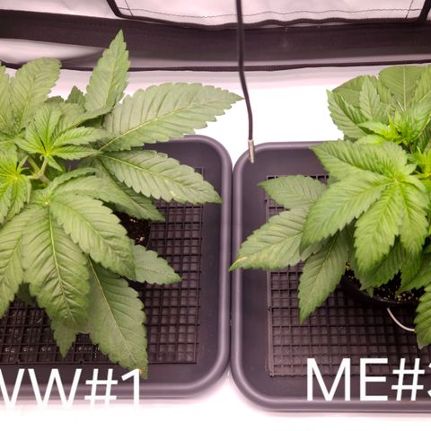 White Widow #1 growlog timeline photo