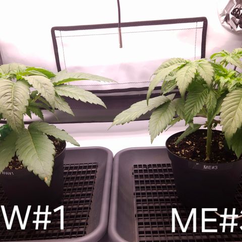 White Widow #1 growlog timeline photo