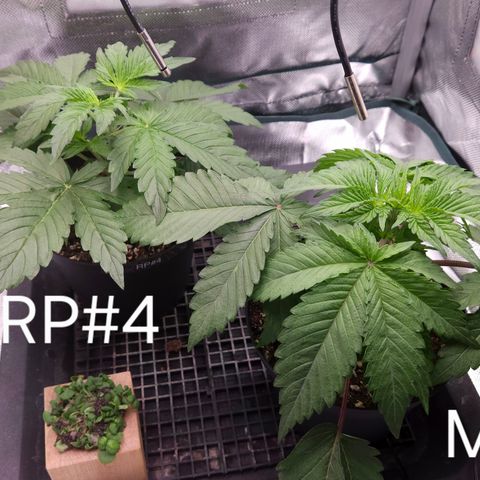 RedPure CBD Auto #4 growlog timeline photo
