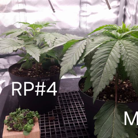 RedPure CBD Auto #4 growlog timeline photo