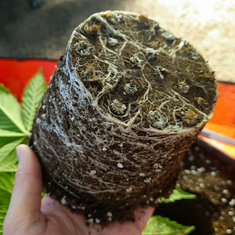 White Widow #1 growlog timeline photo