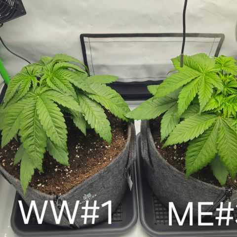 White Widow #1 growlog timeline photo