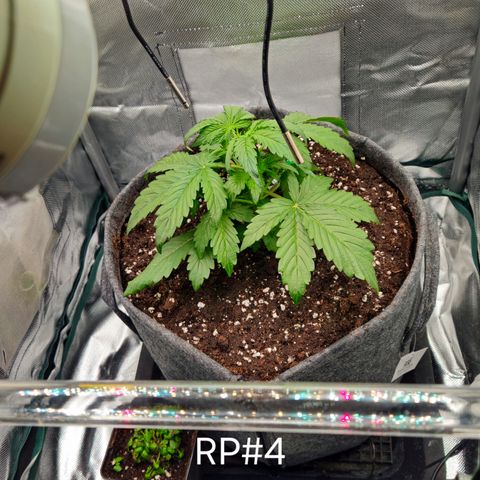 RedPure CBD Auto #4 growlog timeline photo