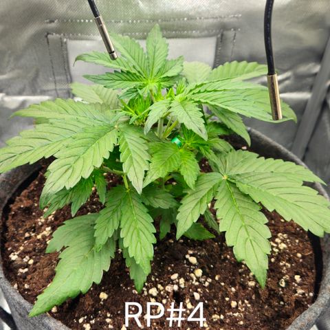RedPure CBD Auto #4 growlog timeline photo