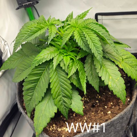 White Widow #1 growlog timeline photo