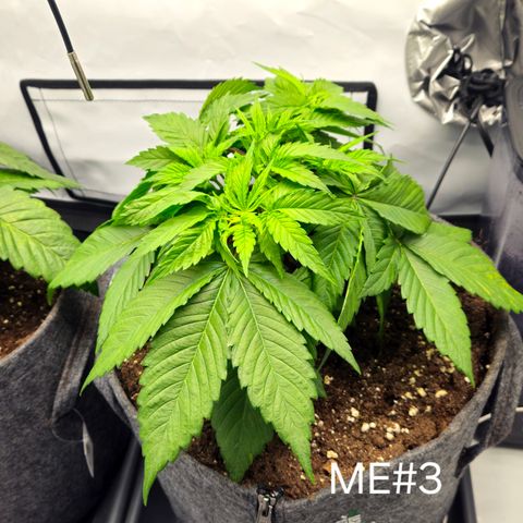 Mimosa Evo #3 growlog timeline photo