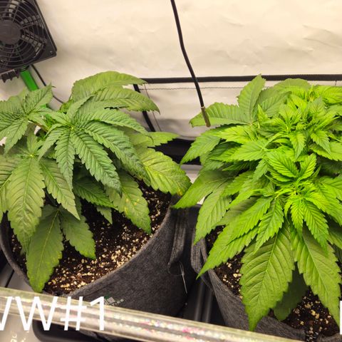 White Widow #1 growlog timeline photo