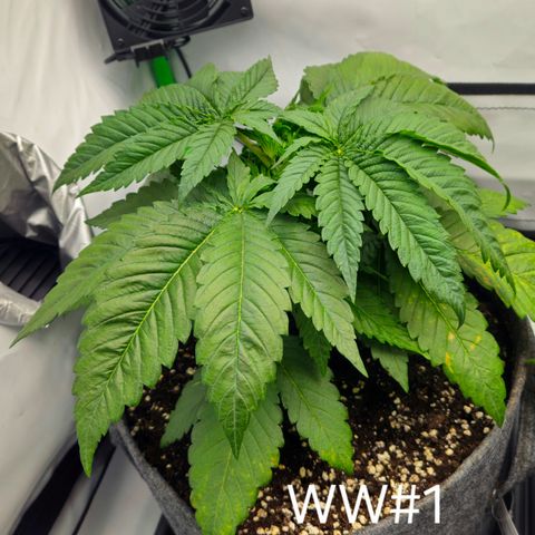 White Widow #1 growlog timeline photo