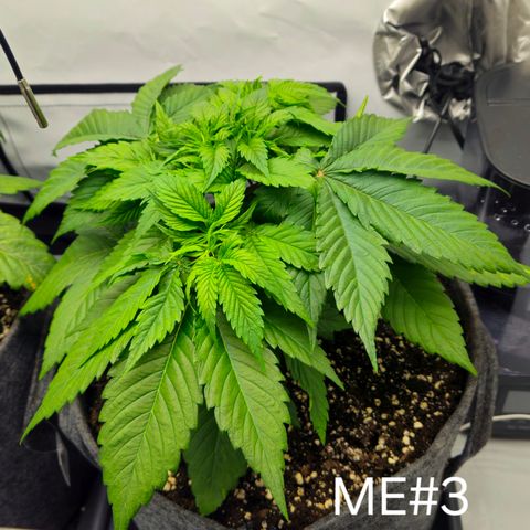 Mimosa Evo #3 growlog timeline photo