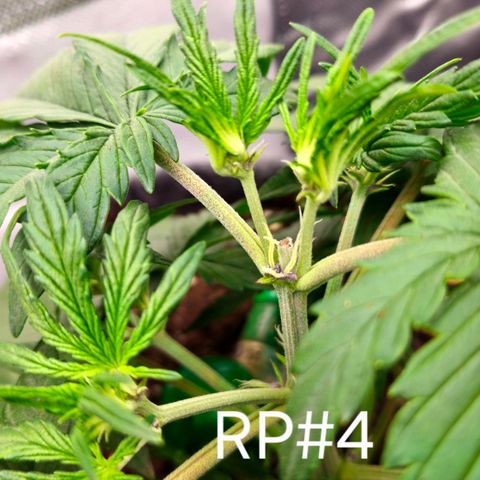 RedPure CBD Auto #4 growlog timeline photo