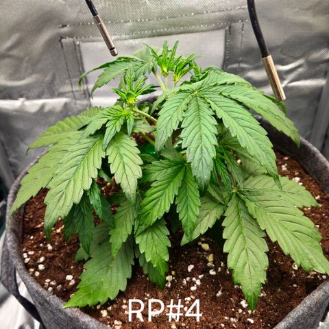 RedPure CBD Auto #4 growlog timeline photo