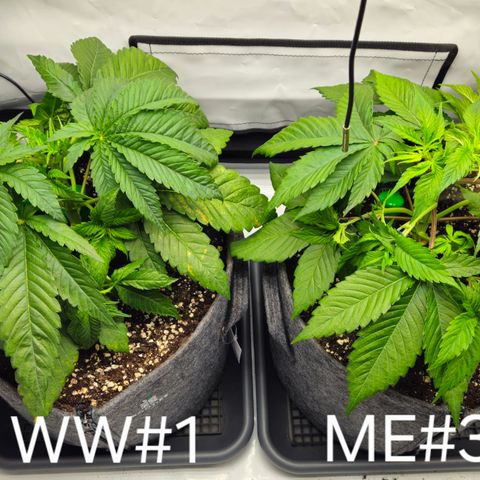 White Widow #1 growlog timeline photo