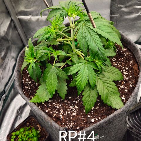 RedPure CBD Auto #4 growlog timeline photo