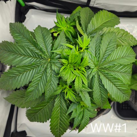 White Widow #1 growlog timeline photo