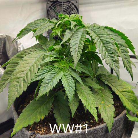 White Widow #1 growlog timeline photo