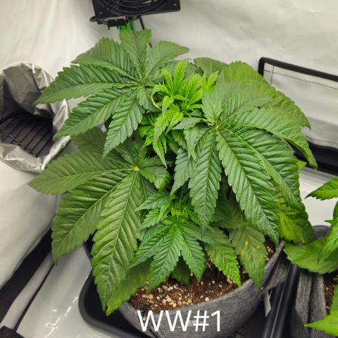 White Widow #1 growlog timeline photo