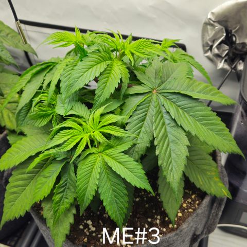 Mimosa Evo #3 growlog timeline photo