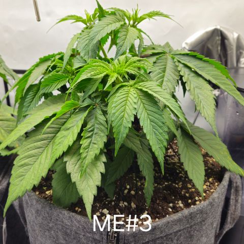 Mimosa Evo #3 growlog timeline photo