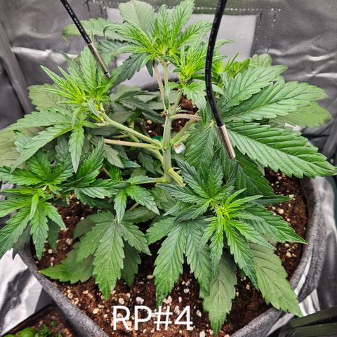 RedPure CBD Auto #4 growlog timeline photo