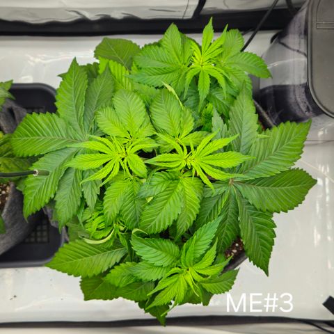 Mimosa Evo #3 growlog timeline photo