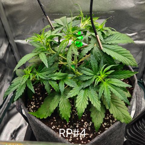 RedPure CBD Auto #4 growlog timeline photo
