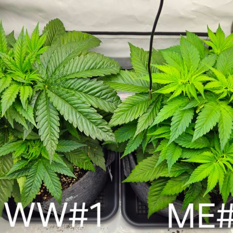 White Widow #1 growlog timeline photo