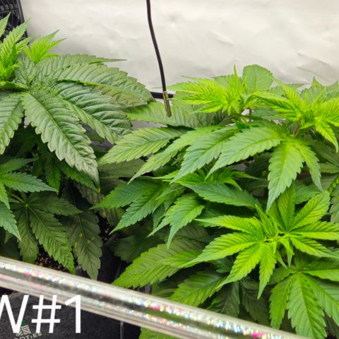 White Widow #1 growlog timeline photo
