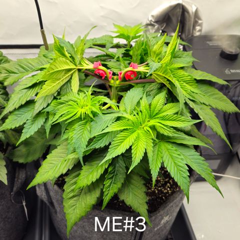 Mimosa Evo #3 growlog timeline photo