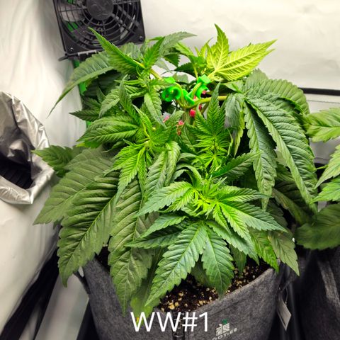 White Widow #1 growlog timeline photo
