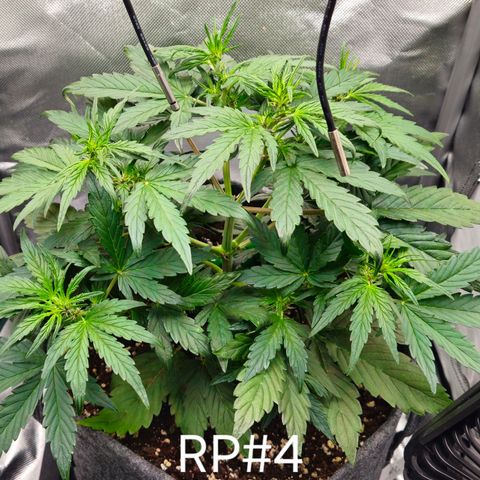 RedPure CBD Auto #4 growlog timeline photo
