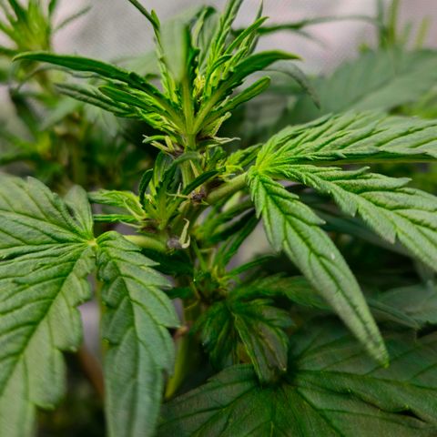 RedPure CBD Auto #4 growlog timeline photo