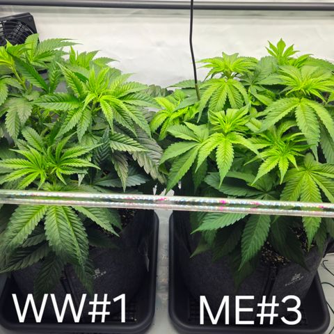 White Widow #1 growlog timeline photo