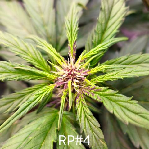 RedPure CBD Auto #4 growlog timeline photo