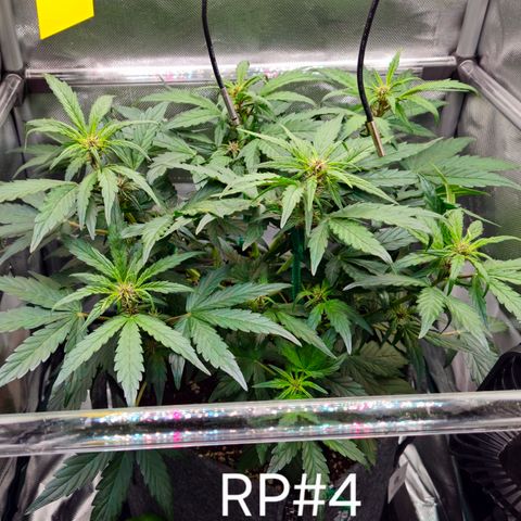 RedPure CBD Auto #4 growlog timeline photo