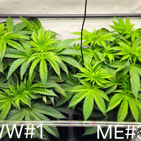 White Widow #1 growlog timeline photo