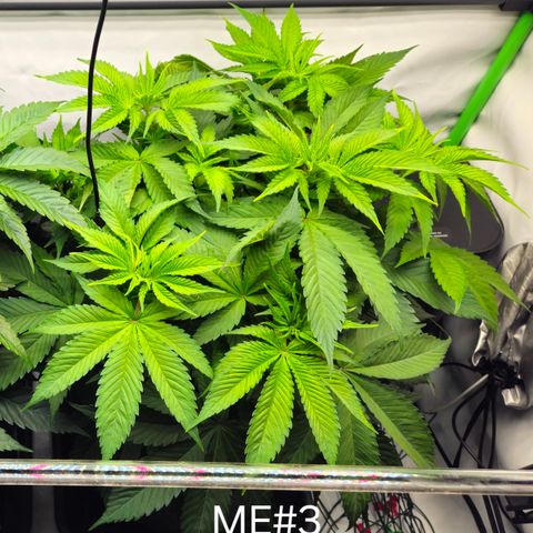 Mimosa Evo #3 growlog timeline photo
