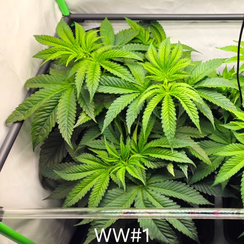 White Widow #1 growlog timeline photo
