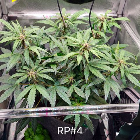 RedPure CBD Auto #4 growlog timeline photo