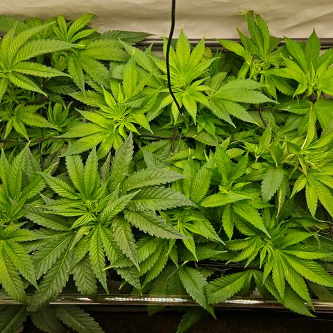 White Widow #1 growlog timeline photo