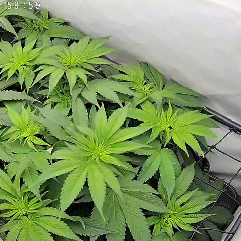 White Widow #1 growlog timeline photo