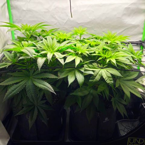 White Widow #1 growlog timeline photo