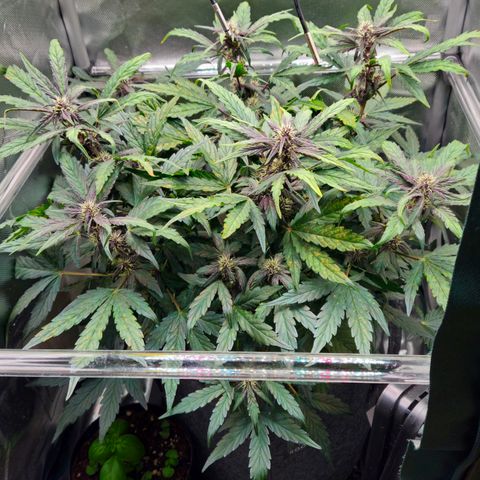 RedPure CBD Auto #4 growlog timeline photo