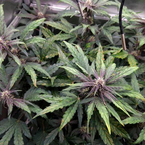 RedPure CBD Auto #4 growlog timeline photo