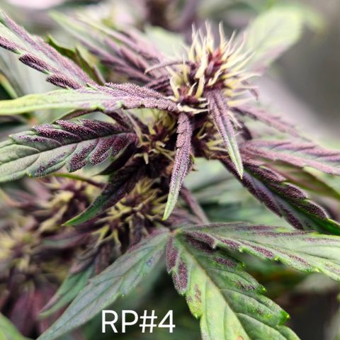 RedPure CBD Auto #4 growlog timeline photo